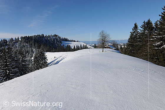 Foto: Unberührte Schneedecke in ruhiger Winterlandschaft. 
Hügelzug bei Lushütten im Emmental mit Baum, Bauernhaus und verschneiten Wäldern.