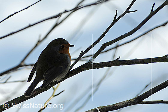 Foto: Rotkehlchen. Der Vogel rastet auf einem Zweig und trotzt aufgeplustert der Kälte. 