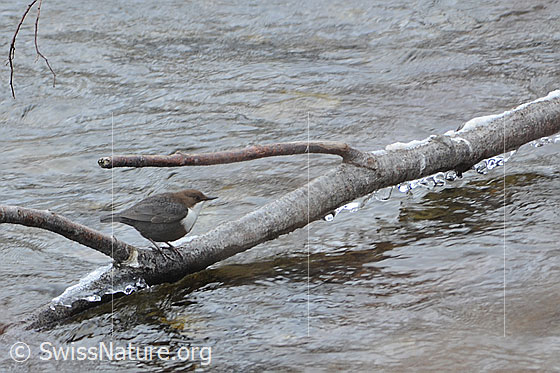 Foto: Wasseramsel (Cinclus cinclus) auf Ast im Wasser sitzend. 
Lat.: Cinclus cinclus
Familie: Cinclidae (Wasseramseln)