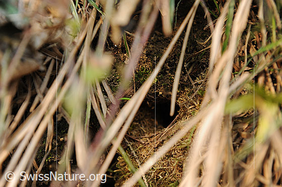 Foto: Nest des Zaunkönig. Das Vogelnest ist gut getarnt. Zwischen den dürren Grashalmen ist der Eingang erkennbar.