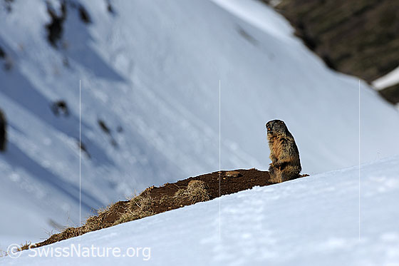 Foto: Murmeltier auf den Hinterbeinen stehend. Das Alpentier beobachtet die winterliche Umgebung.
Lat.: Marmota marmota