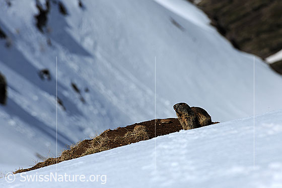 Foto: Murmeltier am Rand eines Schneefelds.
Lat.: Marmota marmota
