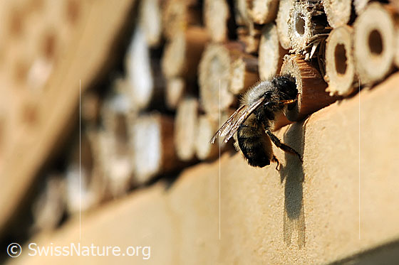 Photo: Wild bee working on breeding place.