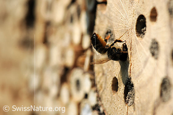 Foto: Wildbiene arbeitet an Brutstätte (Bienenhotel).