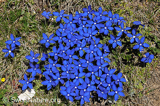 Foto: Gruppe blühender Enzian
Frühlings-Enzian
Lat.: Gentiana verna 
Familie: Gentiananceae (Enziangewächse)