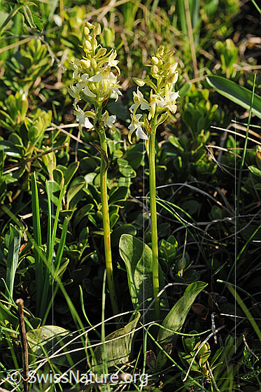 Foto: Weisses Breitkölbchen (Platanthera bifolia). Ganze Pflanzen (Habitus).