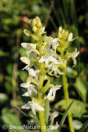 Foto: Weisses Breitkölbchen (Platanthera bifolia). Blütenstand.
Lat.: Platanthera bifolia
Familie: Orchidaceae (Orchideen)
Unterfamilie: Orchidoideae
Gattung: Platanthera (Breitkölbchen)