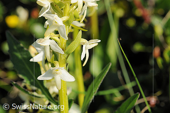 Foto: Weisses Breitkölbchen (Platanthera bifolia). Blüten.
Lat.: Platanthera bifolia
Familie: Orchidaceae (Orchideen)
Unterfamilie: Orchidoideae
Gattung: Platanthera (Breitkölbchen)