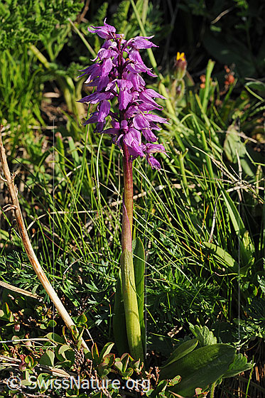 Foto: Knabenkraut
Männliches Knabenkraut
Lat.: Orchis mascula
Familie: Orchidaceae