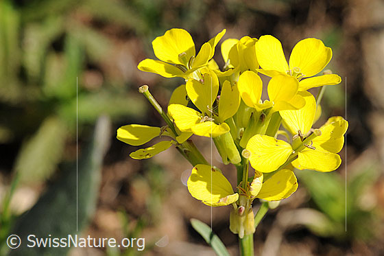 Foto: Schweizer Schöterich, Blüten
Lat.: Erysimum rhaeticum
Familie: Brassicaceae