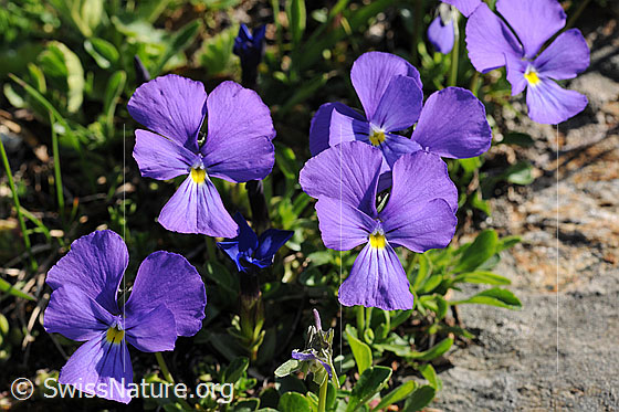 Foto: Langspornige Stiefmütterchen 
Lat.: Viola calcarate 
Familie: Violacea