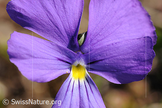 Foto: Blüte des Stiefmütterchen.
Langspornige Stiefmütterchen 
Lat.: Viola calcarate 
Familie: Violacea