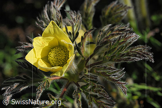 Foto: Aufblühende Schwefelanemone. Halb geöffnete Blüte und Blätter.
Lat.: Pulsattilla alpina ssp. sulphurea 
Familie: Ranunculaceae