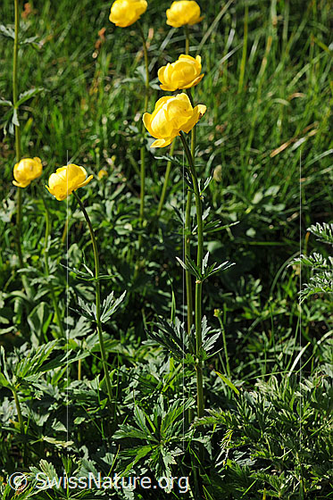 Foto: Ankebälli, Ansicht ganze Pflanzen
Europäische Trollblume
Lat.: Trollius europaeus
Familie: Ranunculaceae