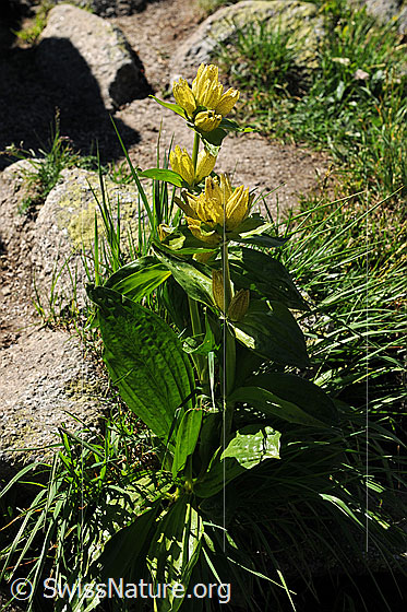 Foto: Getüpfelter Enzian (Gentiana punctata). Ansicht ganze Pflanze. Wird auch Tüpfel-Enzian oder Punktierter Enzian genannt.
Umgebung: Bergtal, ca. 2400m.
Lat.: Gentiana punctata
Familie: Gentianaceae (Enziangewächse)
Gattung: Gentiana (Enziane)