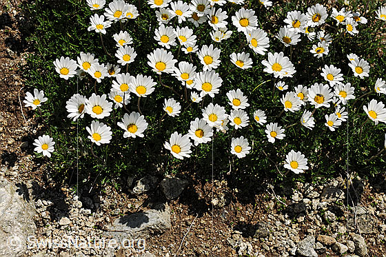 Foto: Gewöhnliche Alpenmargerite
Lat.: Leucanthemopsis alpina
Familie: Asteraceae