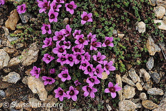 Foto: Gegenblättriger Steinbrech umgeben von kleinen Steinen.
Lat.: Saxifraga oppositifolia 
Familie: Saxifragaceae (Steinbrechgewächse)