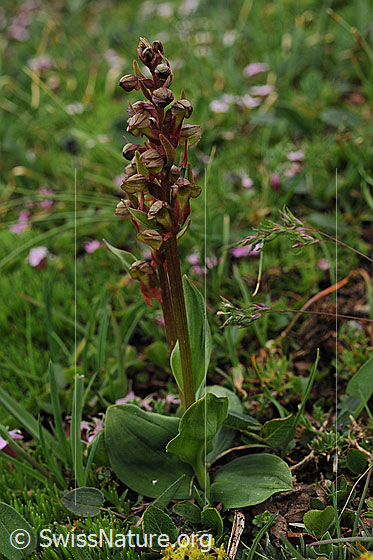 Foto: Grüne Hohlzunge (Coeloglossum viride), ganze Pflanze
Umgebung: Gebirgsrasen, 2600m ü.M.
Lat.: Coeloglossum viride
Familie: Orchidaceae (Orchideen)