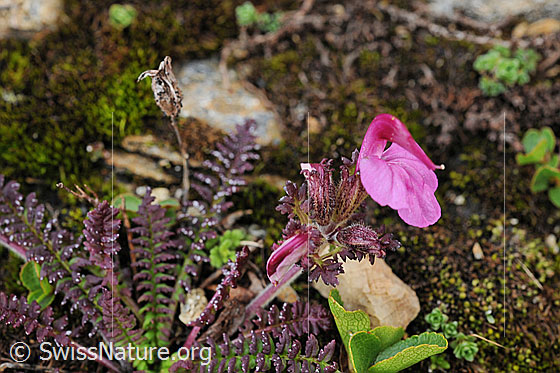 Foto: Kerners Läusekraut (Pedicularis kerneri). Blüte und Blätter
Lat.: Pedicularis kerneri
Familie: Orobanchaceae (Sommerwurzgewächse)