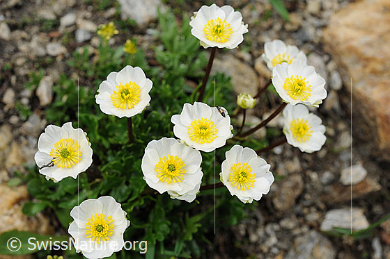 Foto: Alpen-Hahnenfuss, Blüten
Lat.: Ranunculus alpestris 
Familie: Ranunculaceae (Hahnenfussgewächse)