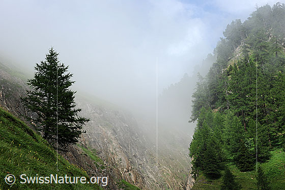 Foto: Mystische Landschaft.
Geheimnisvolle Nebelstimmung über einem grünen Bergwald am Rande einer Schlucht.