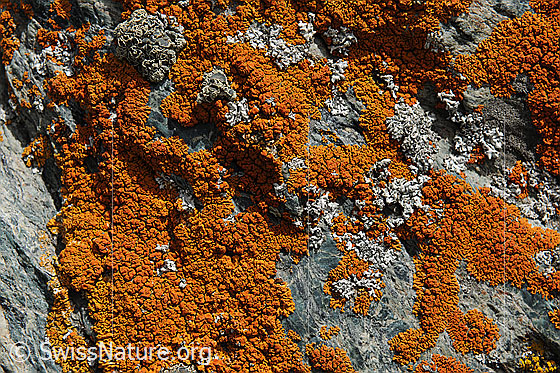 Foto: Gelbflechte
Schmallappige Gelbflechte (auch zierliche Gelbflechte)
Lat.: Xanthoria elegans
Familie: Teloschistaceae