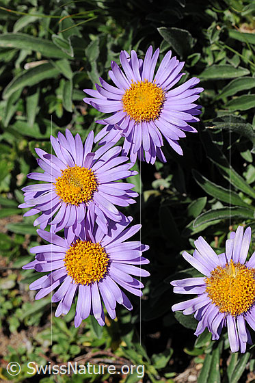 Aster