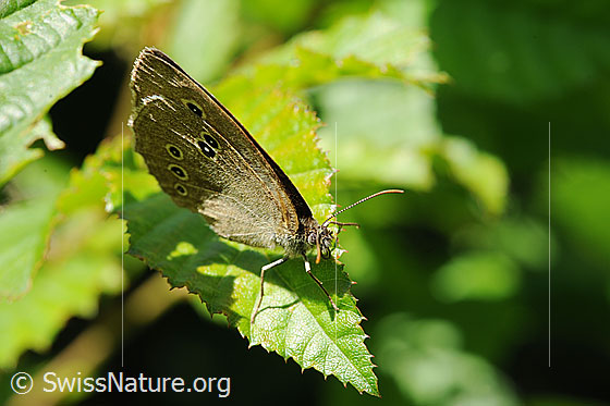 Photo: Aphantopus hyperantus. Wings closed. View diagonally from the front.