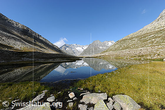 Foto: Berglandschaft mit Spiegelbild im See. Kleiner Bergsee im Aletschgebiet. Das Ufer ist mit Gras bewachsen. Im Vordergrund liegen einzelne Steine.
Gipfel im Hintergrund: Zenbächenhorn, Geisshorn, Olmenhorn und Dreieckhorn.