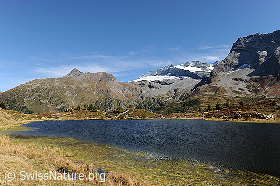 Foto: Hopschusee mit Wasenhorn, Monte Leone und Hübschhorn. Die Berglandschaft um den See ist herbstlich gefärbt. Am Ufer sind Wasserpflanzen an der Wasseroberfläche zu sehen. 
Gletscher: Chaltwassergletscher und Homattugletscher