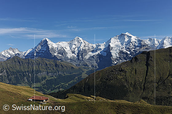 Foto: Dreigestirn Eiger, Mönch Jungfrau.
Vordergrund: Alphütte auf Weidegebiet.