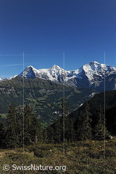 Foto: Eiger, Mönch, Jungfrau. Darüber blauer Himmel.
Vorgelagert: Tschuggen
Vordergrund: Alpweide und Tannen
