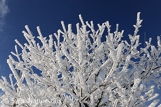 Foto: Äste mit starkem Raureif.