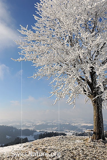 Foto: Dicker Raureif an Ästen einer jungen Linde. 
Hintergrund: Schneebedeckte Emmentaler Hügellandschaft.
