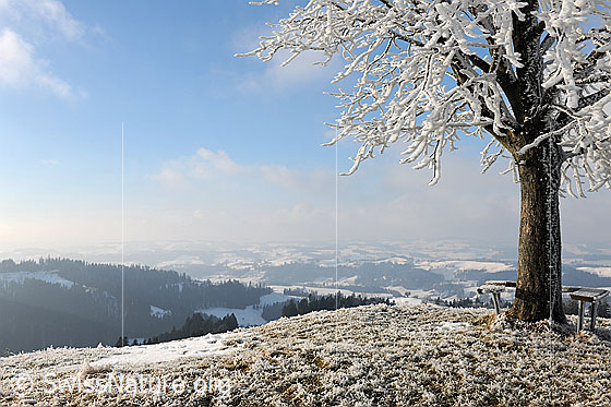 Foto: Emmentaler Hügel mit Baum. An Ästen und Baumstamm hat sich Raureif abgelagert.
Hintergrund: Nebelauflösung über der Winterlandschaft.