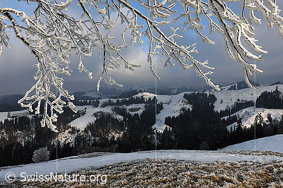 Foto: Mit Raureif überzogene Äste eines Baums.
Hintergrund: Stimmungsvoll auflösender Nebel über schneebedeckter Hügellandschaft des Emmentals.