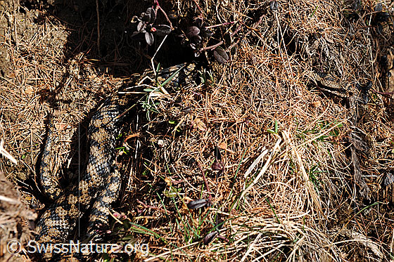 Foto: Gut getarnte Aspisviper (Vipera aspis). Die Schlange streckt den Kopf aus einem Haufen dürrer Lärchennadeln.
Lat.: Vipera aspis
Familie: Viperidae (Vipern)
Unterfamilie: Viperinae (Echte Vipern)
Gattung: Vipera (Echte Ottern)