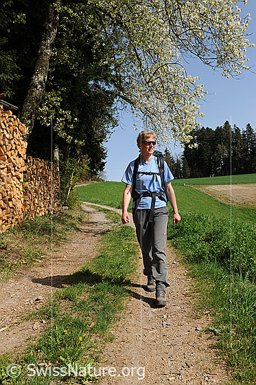 Foto: Wandern im frühlingshaften Emmental. Eine Wanderin ist entlang eines Waldrands unterwegs. Die Äste eines blühenden Baums reichen über den Wanderweg. Die Wiesen sind grün.