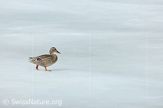 Foto: Wildente läuft über Eisfläche. Die Ente ist auf einem gefrorenen See unterwegs.
Stockente
Lat.: Anas platyrhynchos 
Familie: Wasservögel