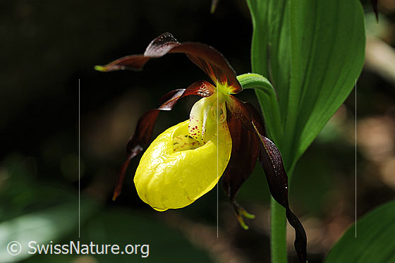 Foto: Blüte einer Orchidee: Frauenschuh. An der leuchtend gelben Blüte sind Wassertropfen zu sehen.
Umgebung: Lichter Wald.
Lat.: Cypripedium calceolus
Familie: Orchidaceae (Orchideen)