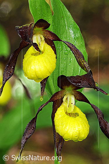 Foto: Blüten des Frauenschuh mit Wassertropfen. 
Umgebung: Lichter Wald
Lat.: Cypripedium calceolus
Familie: Orchidaceae (Orchideen)