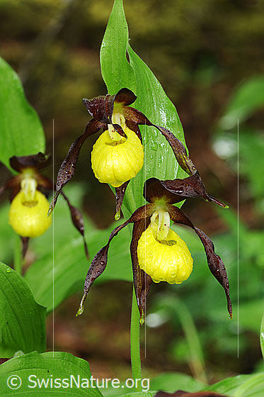 Foto: Gelber Frauenschuh, Ansicht ganze Pflanze (Orichdee).
Umgebung: Lichter Wald.
Lat.: Cypripedium calceolus
Familie: Orchidaceae (Orchideen)