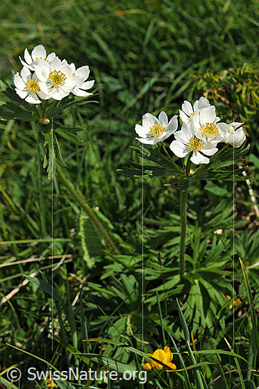 Foto: Narzissenblütige Anemone
Lat.: Anemone narcissiflora
Familie: Ranunculaceae