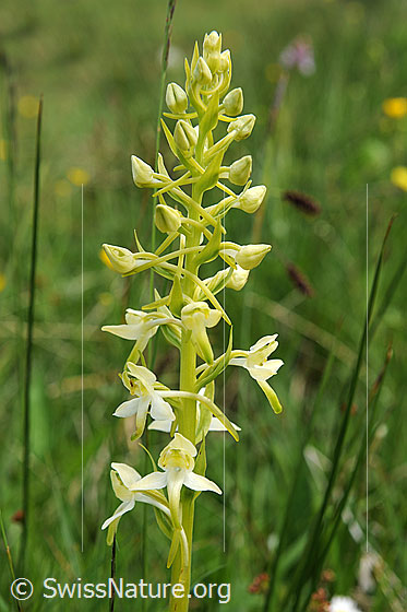 Foto: Weisses Breitkölbchen (Platanthera bifolia). Blütenstand.
Lat.: Platanthera bifolia
Familie: Orchidaceae (Orchideen)
Unterfamilie: Orchidoideae
Gattung: Platanthera (Breitkölbchen)