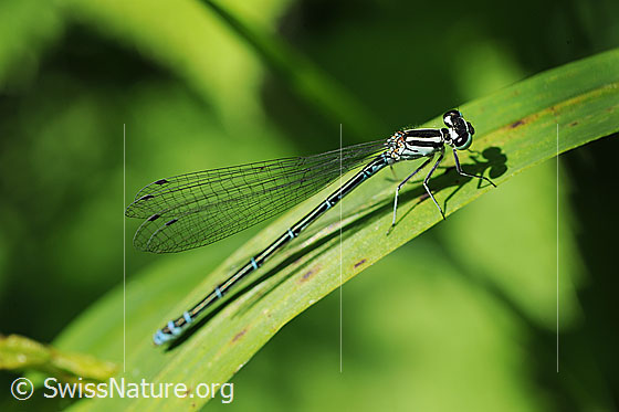 Hufeisen-Azurjungfer (Coenagrion puella)