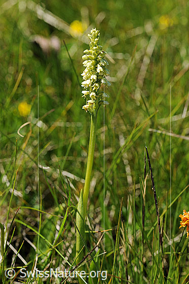 Foto: Weisszunge (Pseudorchis albida). Ganze Pflanze.
Umgebung: Magerwiese.
Lat.: Pseudorchis albida
Familie: Orchidaceae (Orchideen)