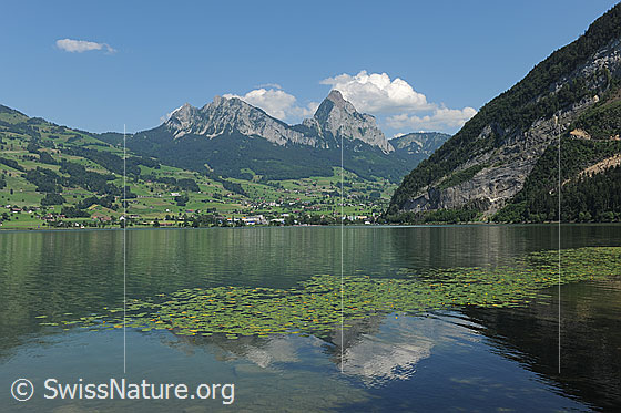 Foto: Lauerzersee.
Kleiner Mythen und Grosser Mythen mit Quellwolken. Davor grüne Landschaft und die weite Wasserfläche des Lauerzersees.
