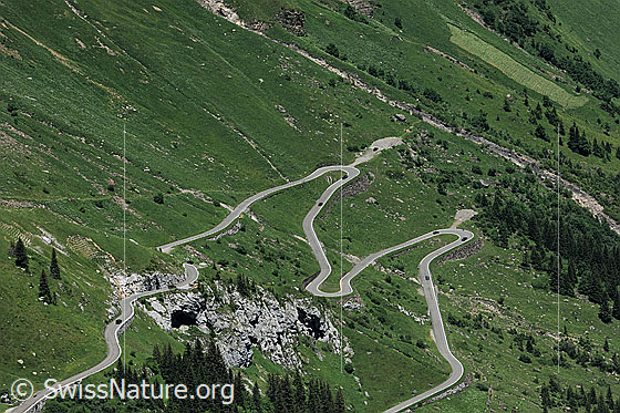 Foto: Klausenpass.
Die Kurven der Passstrasse schlängeln sich durch die günen Alpweiden.