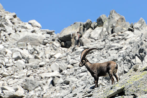 Foto: Steinbock auf Felsblöcken einer Geröllhalde.
Lat.: Capra ibex