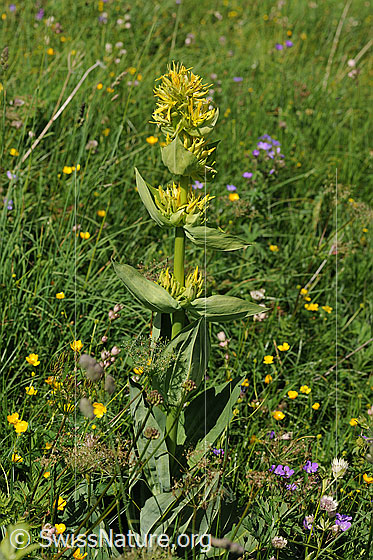 Foto: Gelber Enzian (Gentiana lutea). Ganze Pflanze.
Umgebung: Alpweide
Lat.: Gentiana lutea
Familie: Gentianaceae (Enziangewächse)
Gattung: Gentiana (Enziane)